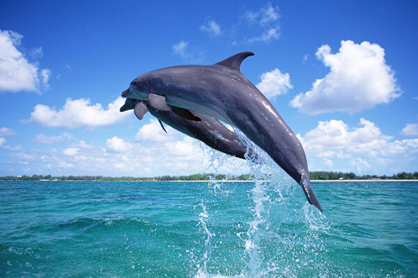 海豚跳跃壁纸