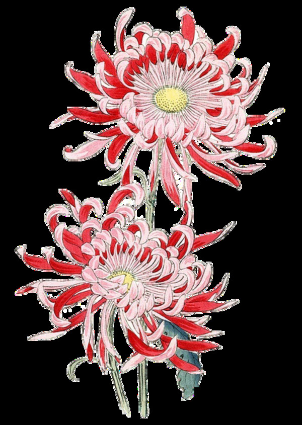 美丽鲜红色花朵手绘菊花装饰元素