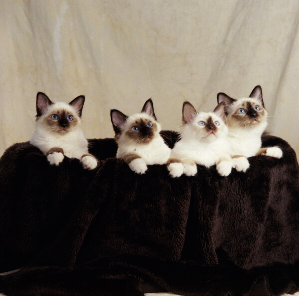 可爱的四只小猫咪图片