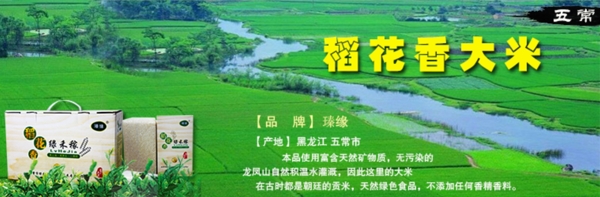 大米水稻田