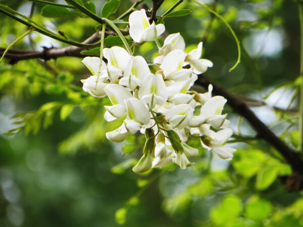 槐花图片