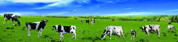 奶牛草原牧场图片