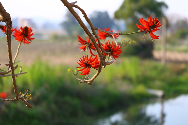 在河花的刺桐花