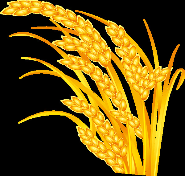 金色麦穗透明图PNG素材