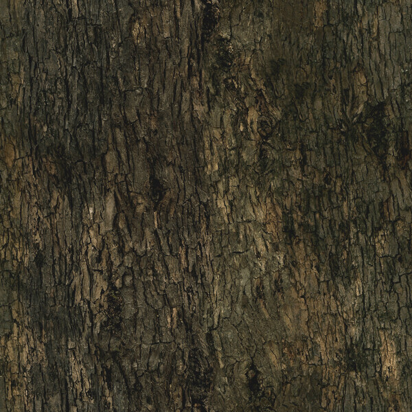 高精细血皮槭树Acergriseumtree01带贴图