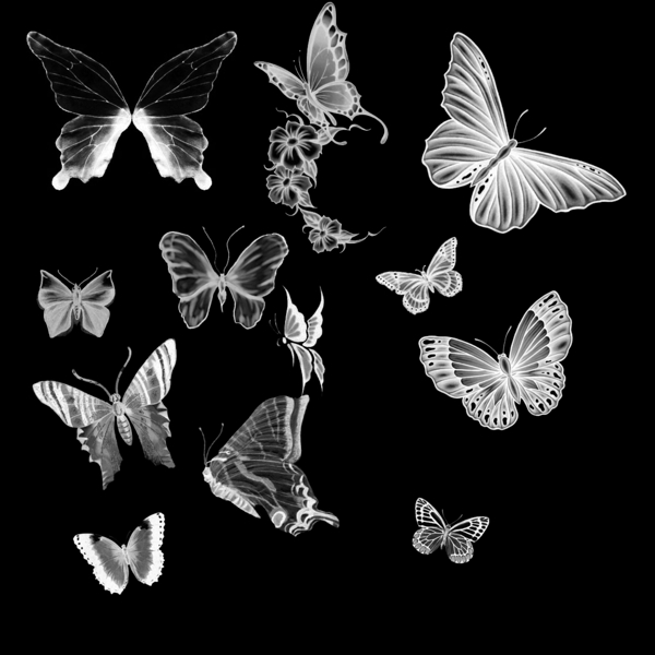多种蝴蝶分层图