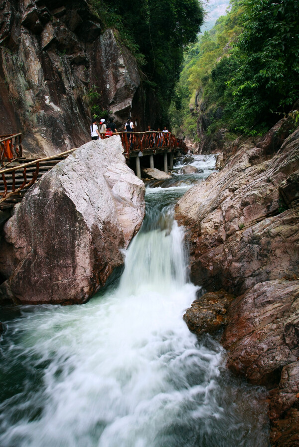 树植物水风景