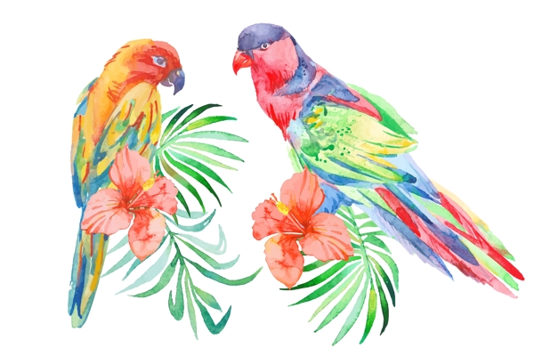 两只彩色的鹦鹉插画