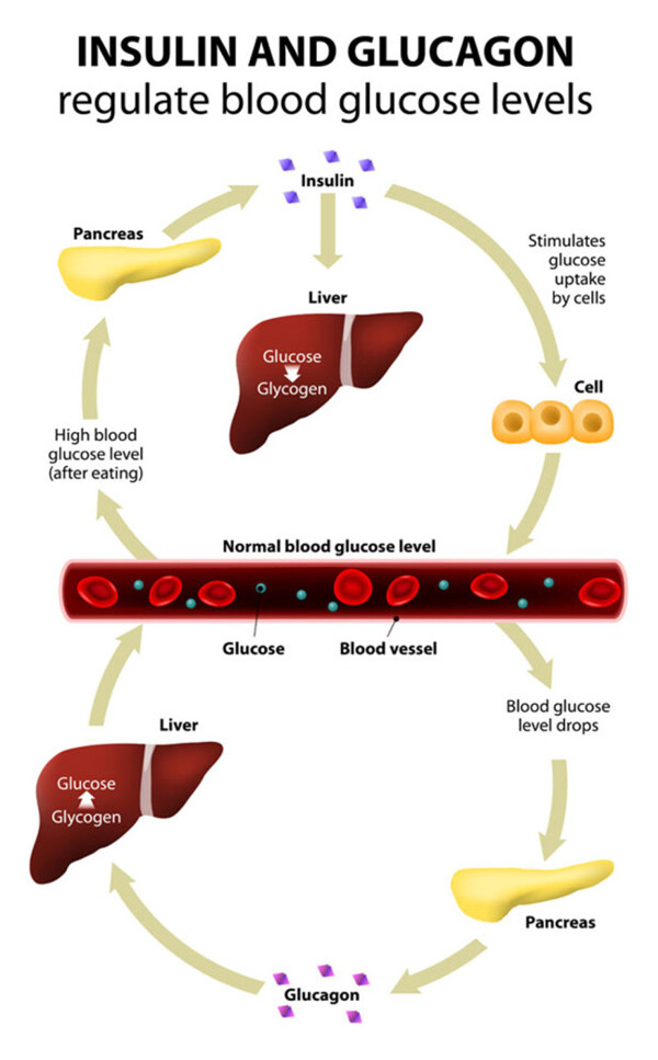 肝脏和血管图片