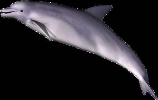 漂亮海豚图片免抠png透明图层素材