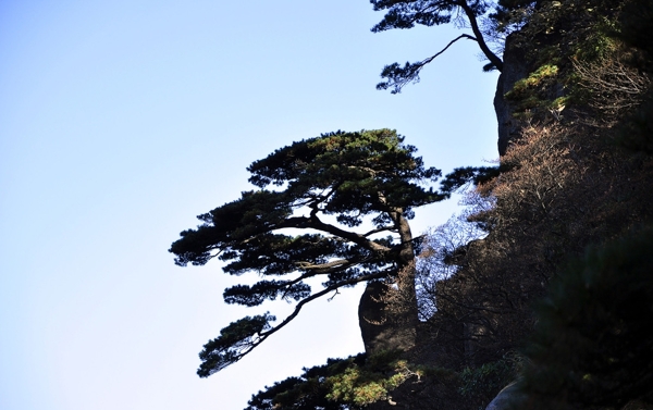 黄山松图片