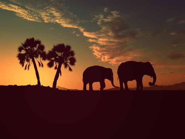 傍晚时分的树木大象剪影图片