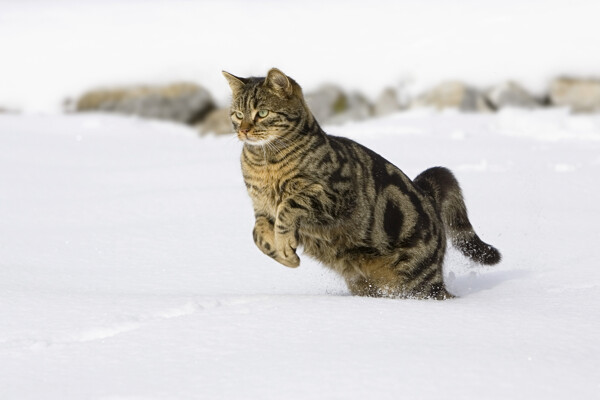 雪地上的小猫图片