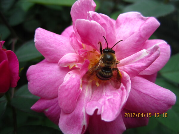 蜂花恋图片