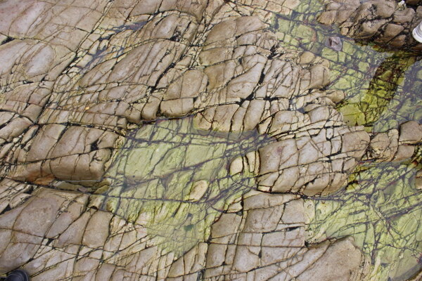 长岛海边绿纹苔藓岩石图片