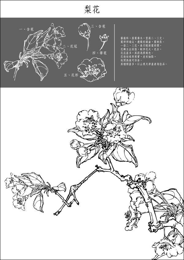 白描花稿梨花图片