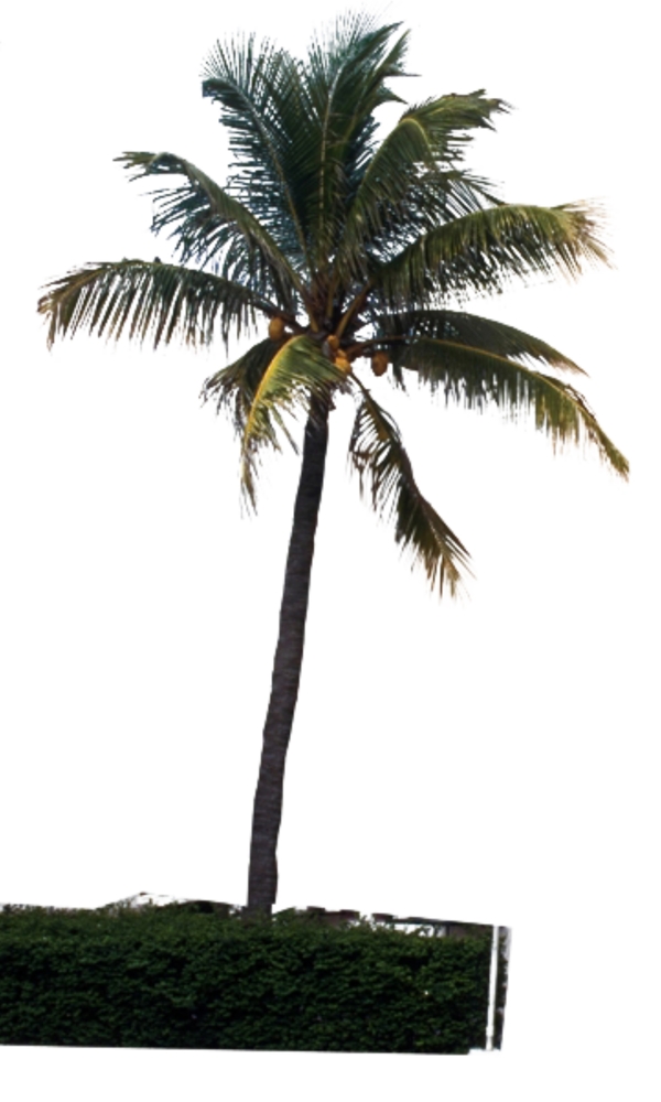 3D室外效果图环境素材带草地的椰子树