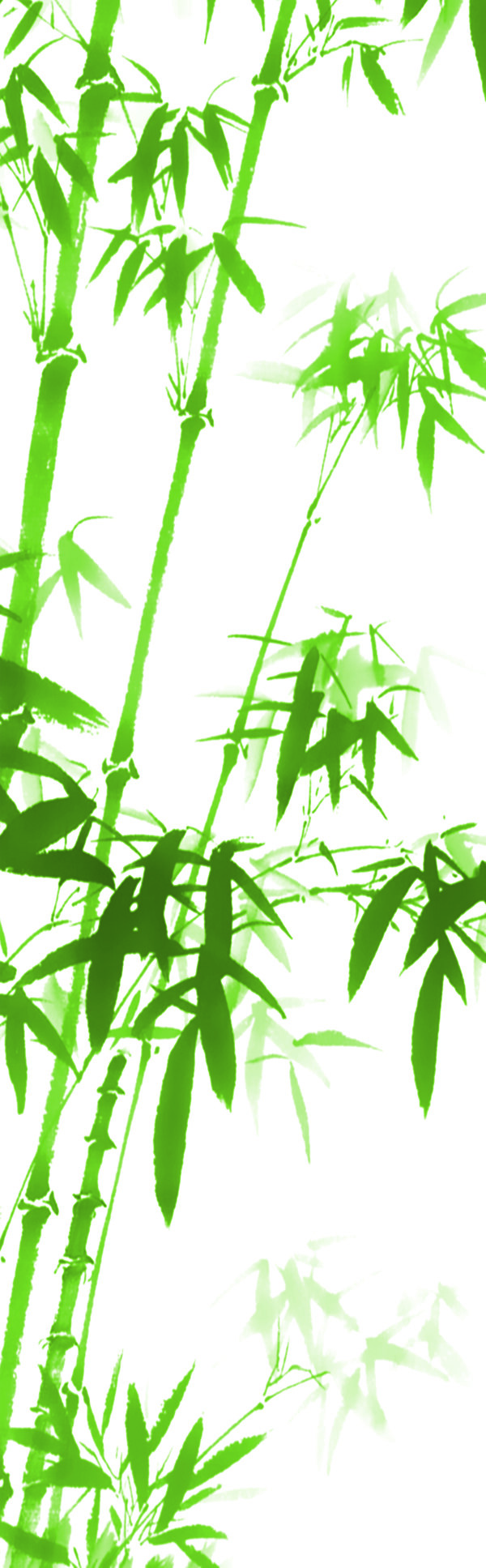 竹子的种类