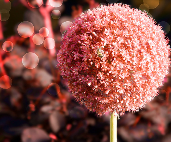 红蒜花背景