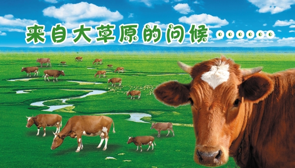 大草原上的牛图片