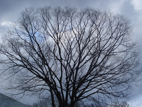 冬天树杈图片