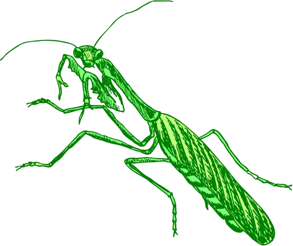 甲虫昆虫矢量素材EPS格式0213