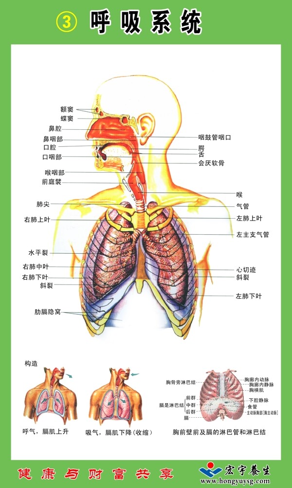 呼吸系统图片