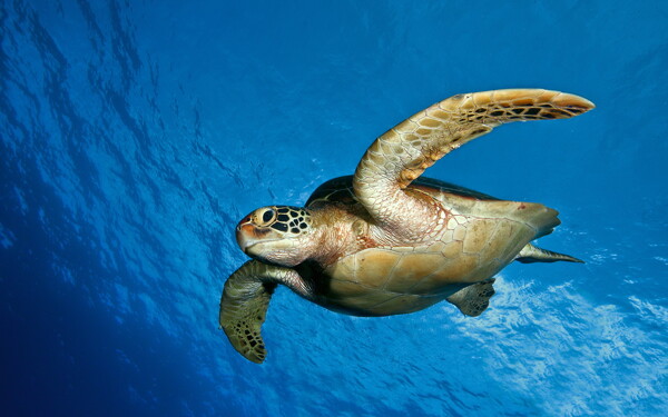 海洋海龟图片