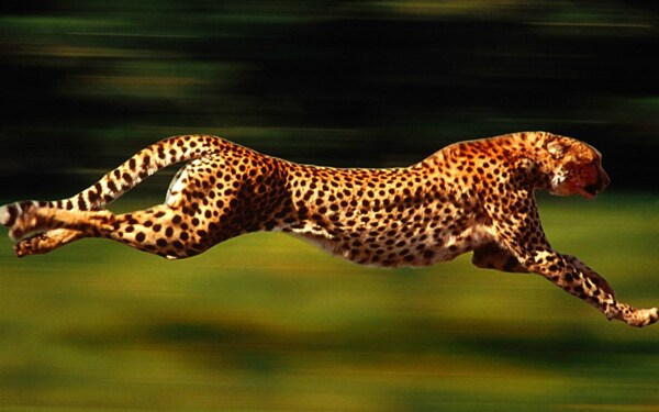 奔跑豹子图片