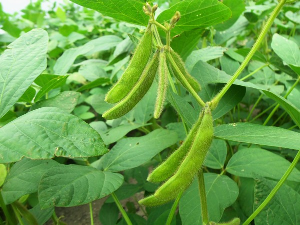 毛豆黄豆图片素材