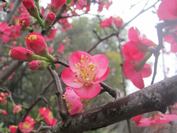 雨中探花图片