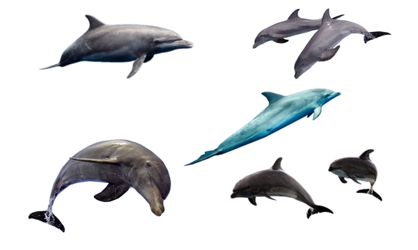 清凉海洋写实海豚跳跃素材合集