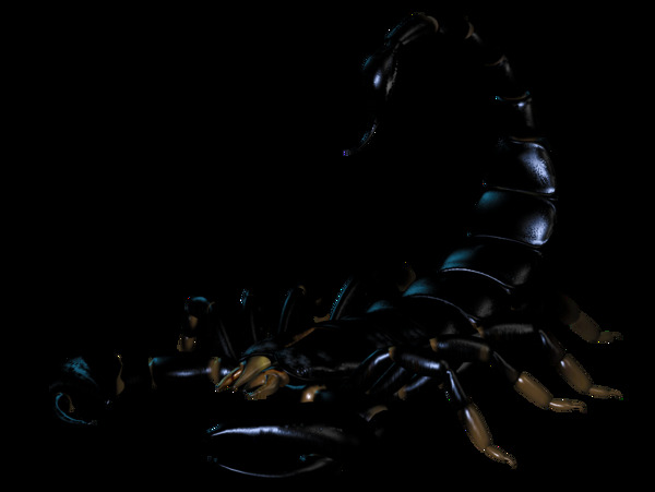 毒蝎子免抠png透明图层素材