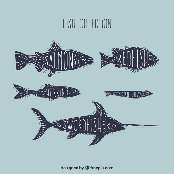 5款手绘带名字的鱼类矢量图