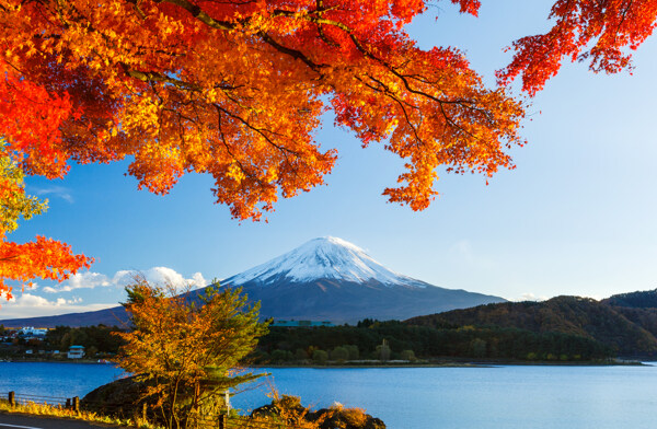 红叶下的富士山图片