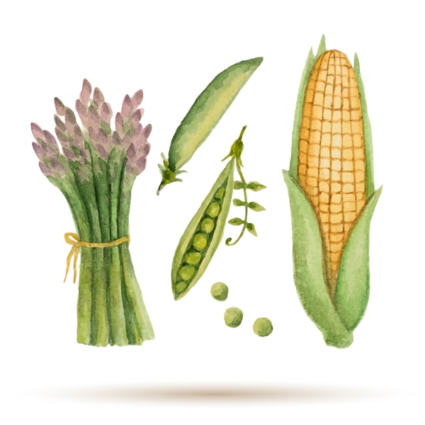 水彩绘玉米和芦笋插画