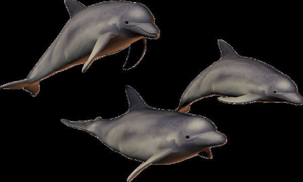三只海豚图片免抠png透明图层素材