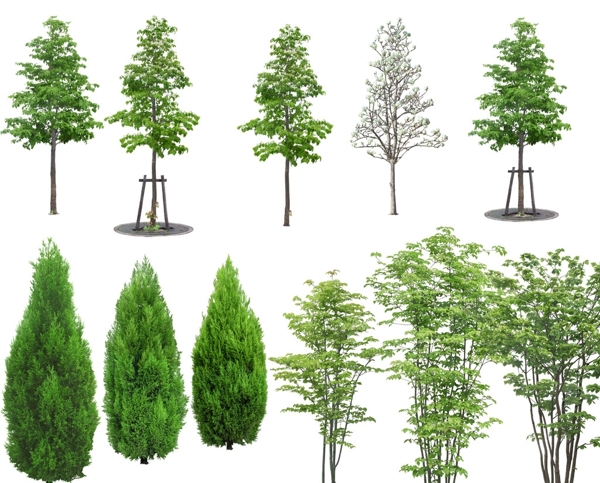 景观树木绿化大树树图片