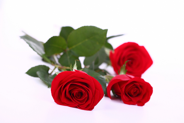 三朵艳丽鲜红的玫瑰花