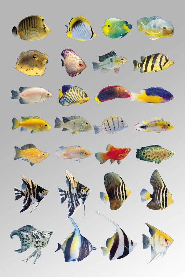 一组写实各种海鱼生物动物元素