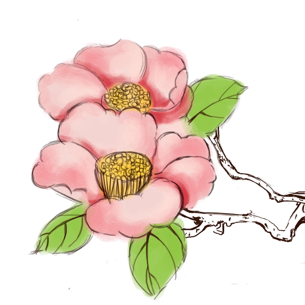 粉色的手绘山茶花