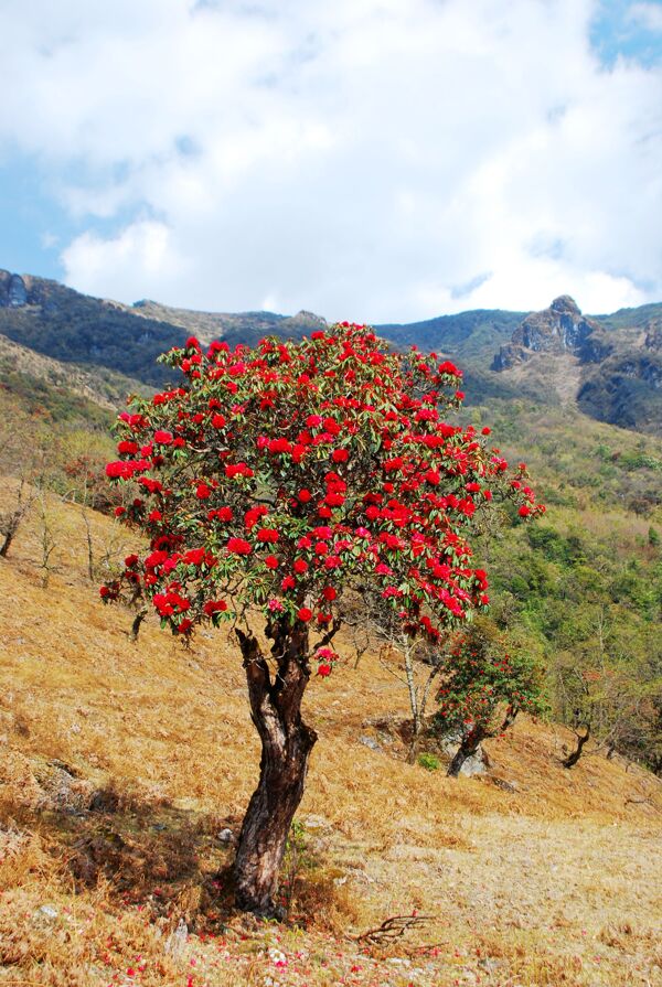 苍山杜鹃图片