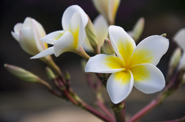 鸡蛋花