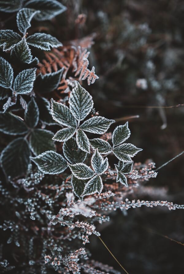 雪花