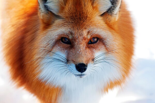 红色狐狸图片