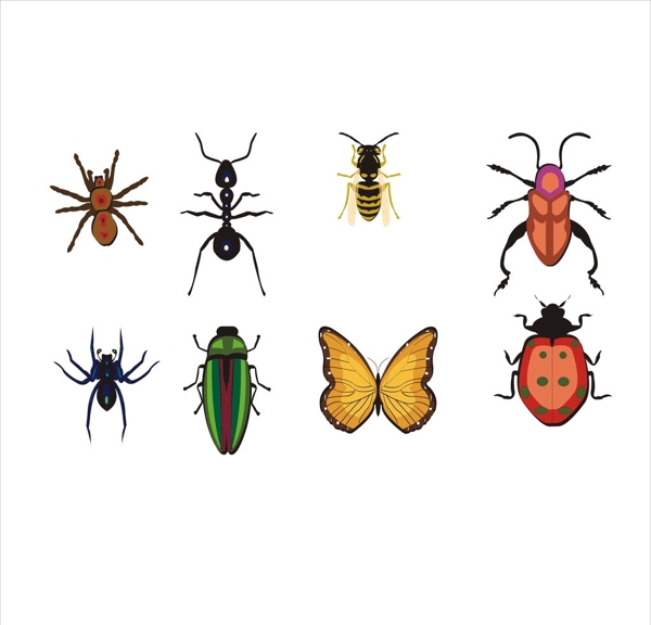 昆虫动物图片