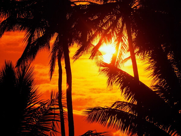 黄昏海边椰子树图片