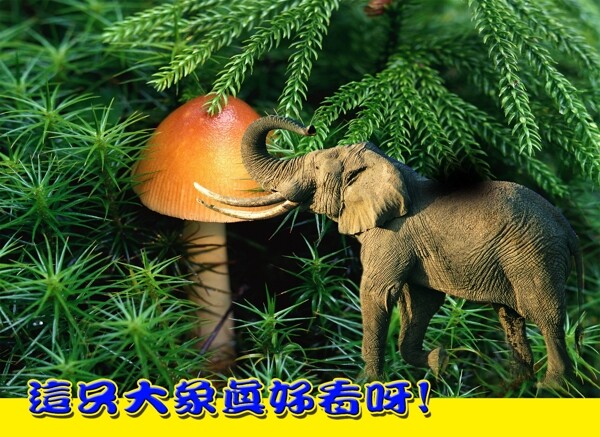 森林大象图片