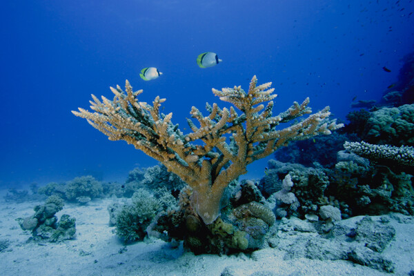漂亮的珊瑚礁图片
