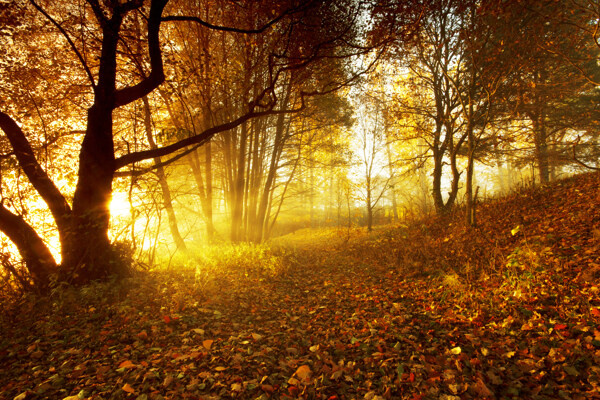 秋天森林风景图片